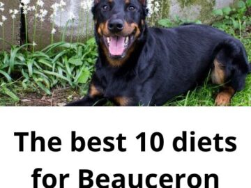 The best 10 diets for Beauceron