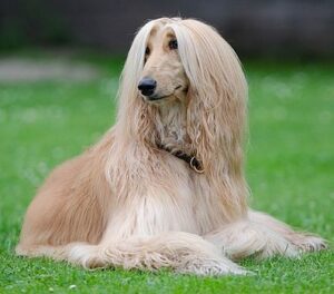 afghan-hounds