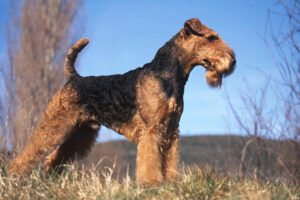 airedale-terrier