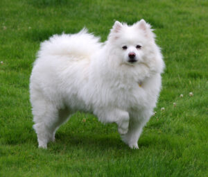 american-eskimo-dog