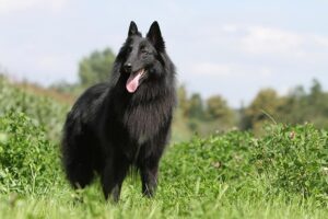 belgian-shepherd