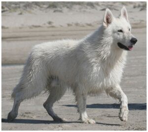 berger-blanc-switzerland