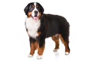 bernese-mountain-dog
