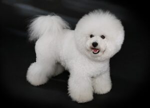 bichon-frize