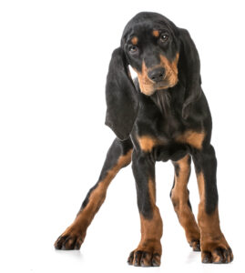 black-and-tan-coonhound