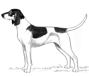 black-and-white-hound