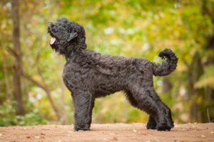 black-russian-terrier