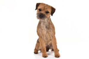 border-terrier