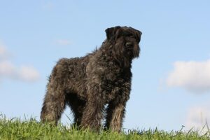 bouvier-des-flandres