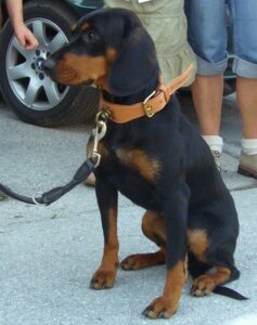 bracke-doberman