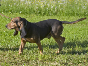 bruno-jura-hound