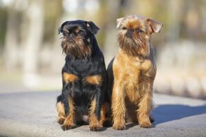 brussels-griffon