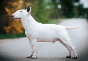 bull-terrier