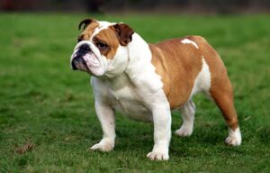 bulldog