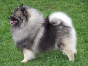by-karst-keeshond