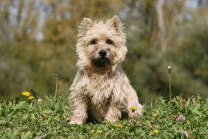cairn-terrier