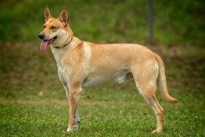 carolina-dog