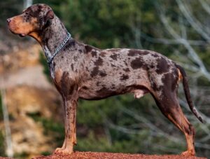 catahoula-leopard-dog