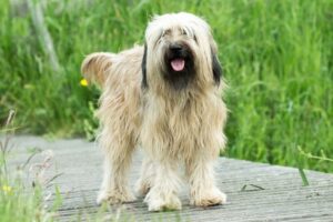 catalan-sheepdog