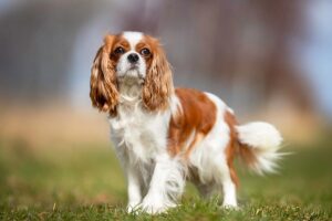 cavalier-king-charles-spaniel