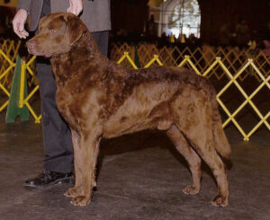 chesapeake-bay-retriever