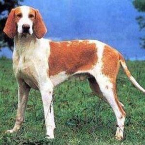 chien-francais-blanc-et-orange