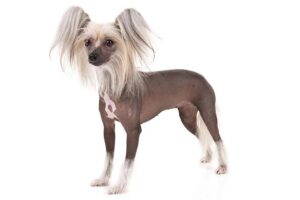 chinese-crested