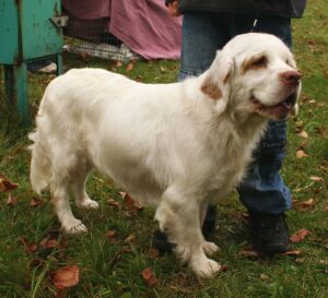 clumber-spaniel