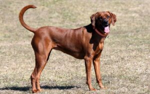 coonhound