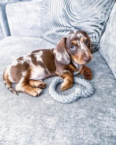 dachshund-or-dachshund