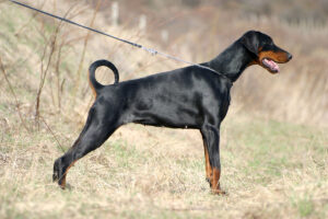 dobermann