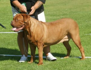 dogue-de-bordeaux