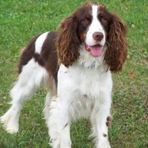 english-springer-spaniel