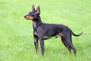 english-toy-terrier