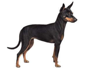 english-toy-terrier-english-black-and-tan