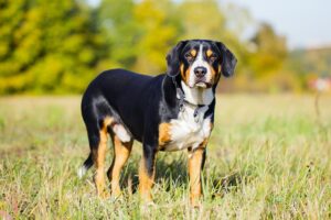 entlebucher-mountain-dog