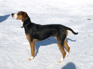 finnish-hound
