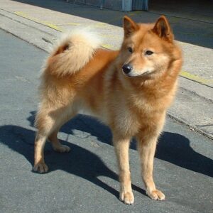 finnish-spitz