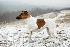 fox-terrier-smooth