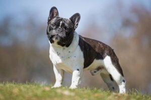 french-bulldog