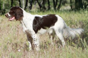 french-french-spaniel