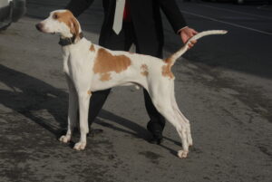 french-white-and-orange