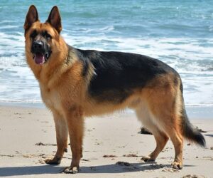 german-shepherd