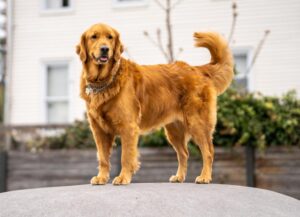 golden-retriever