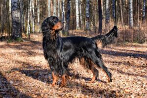 gordon-setter