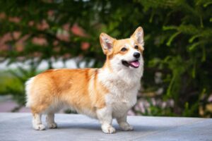 how-much-is-a-welsh-corgi-worth