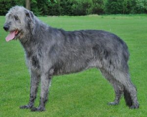 irish-wolfhound