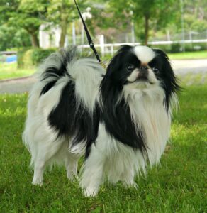 japanese-chin