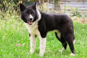 karelian-bear-dog