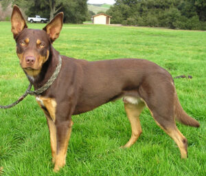 kelpie-australiano